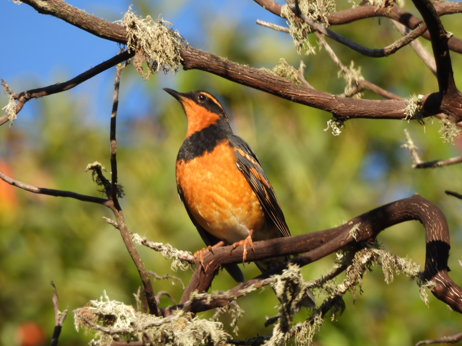 image Varied Thrush